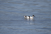 Graceful bird gliding through calm blue waters